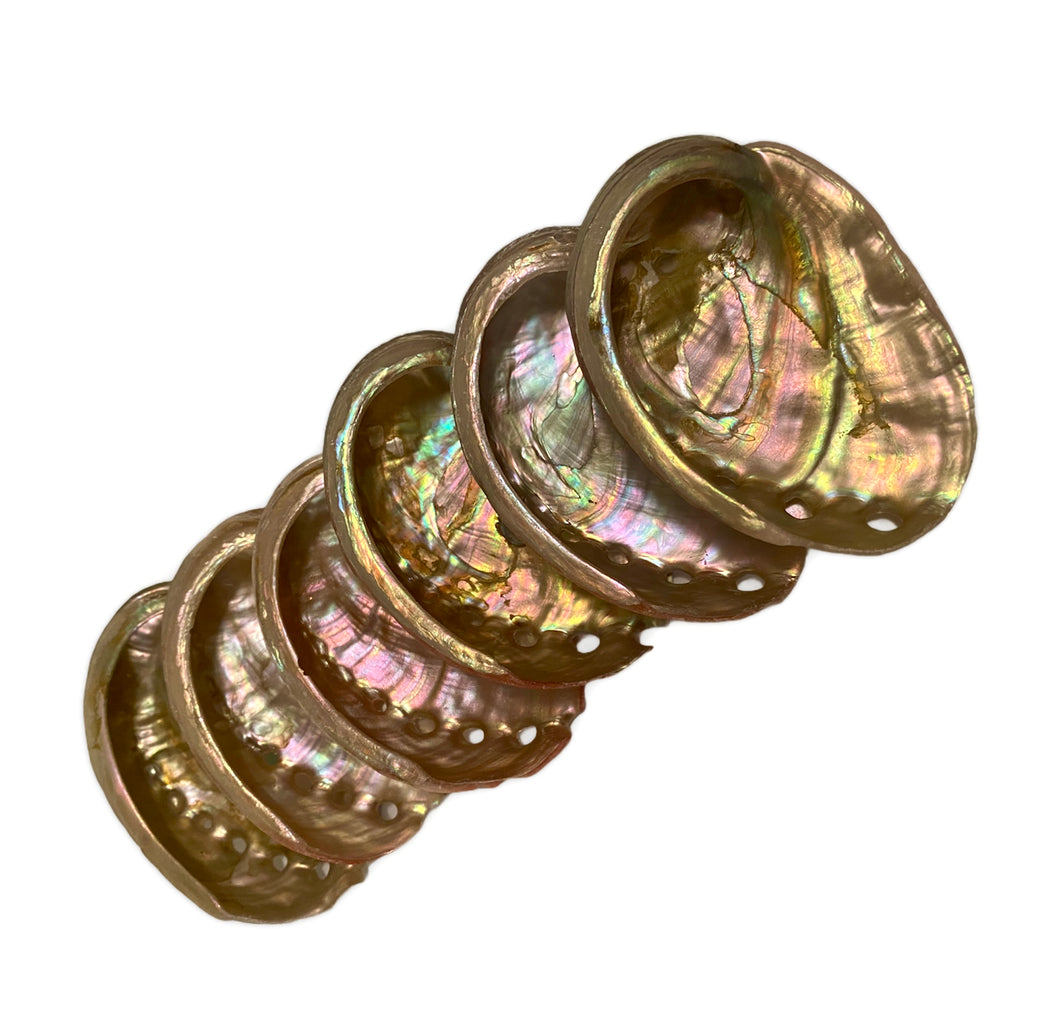 Abalone Shell