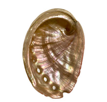 Load image into Gallery viewer, Abalone Shell
